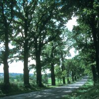 Eichenallee im Sommer Eichenallee im Sommer